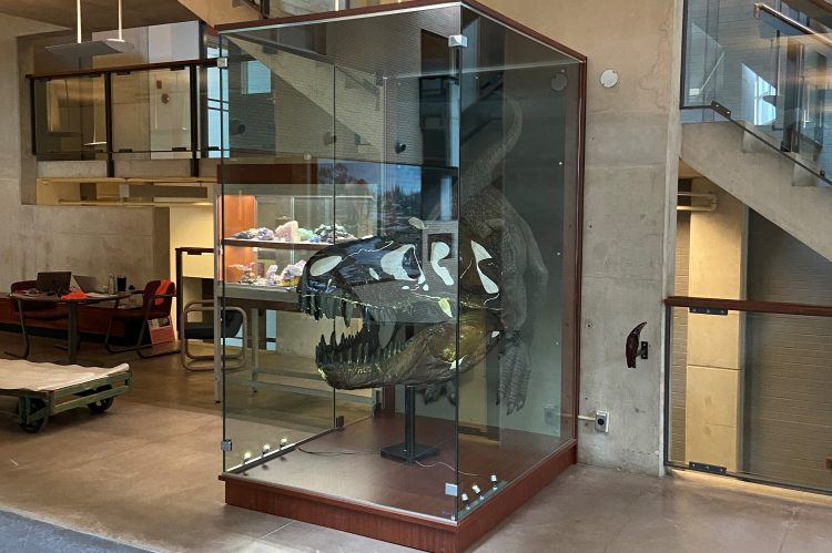 T-Rex Display Case